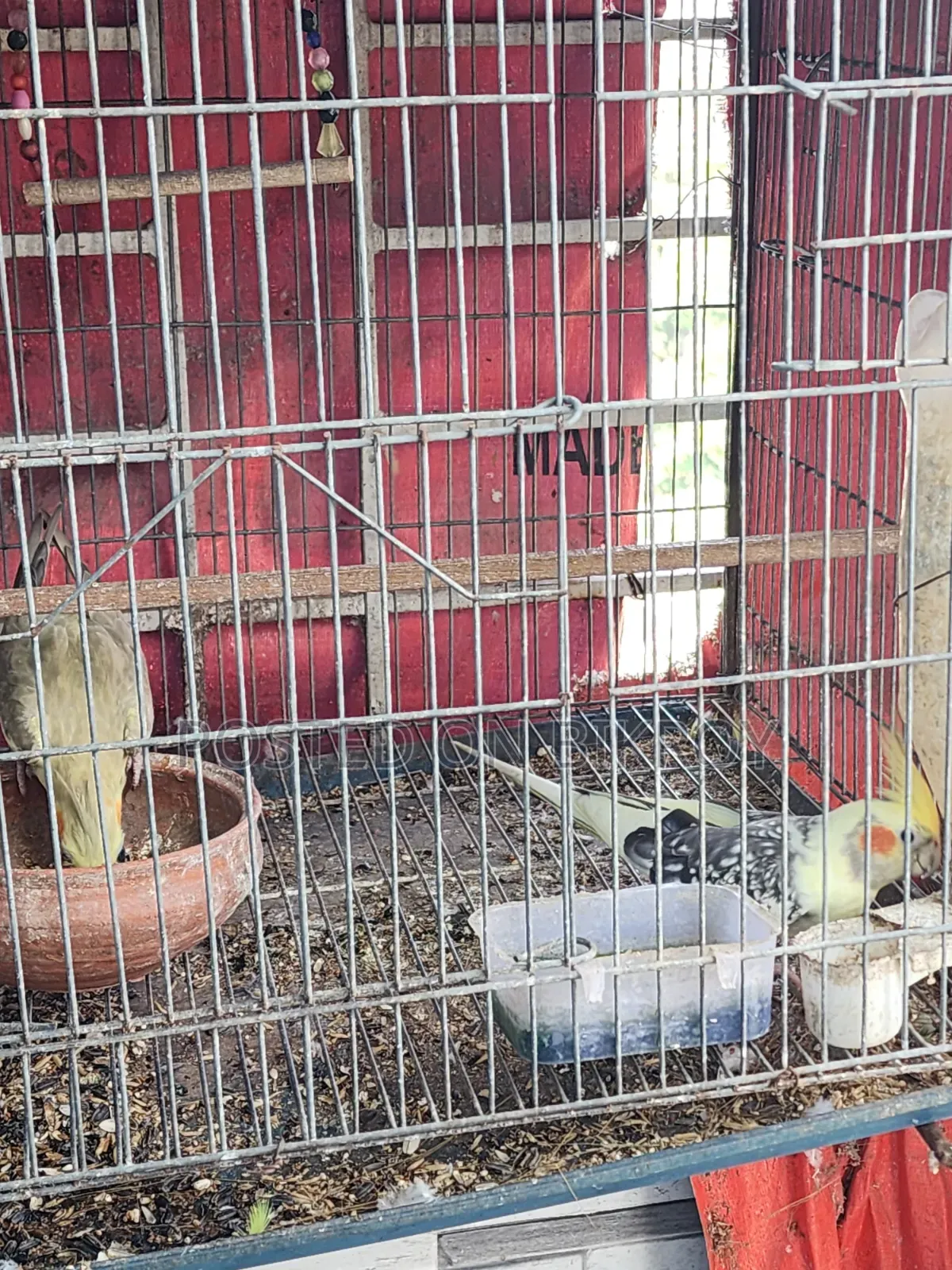 Lovebird, Cockatiel, Australian Dove, Pineapple Conure, Cage, Parrot