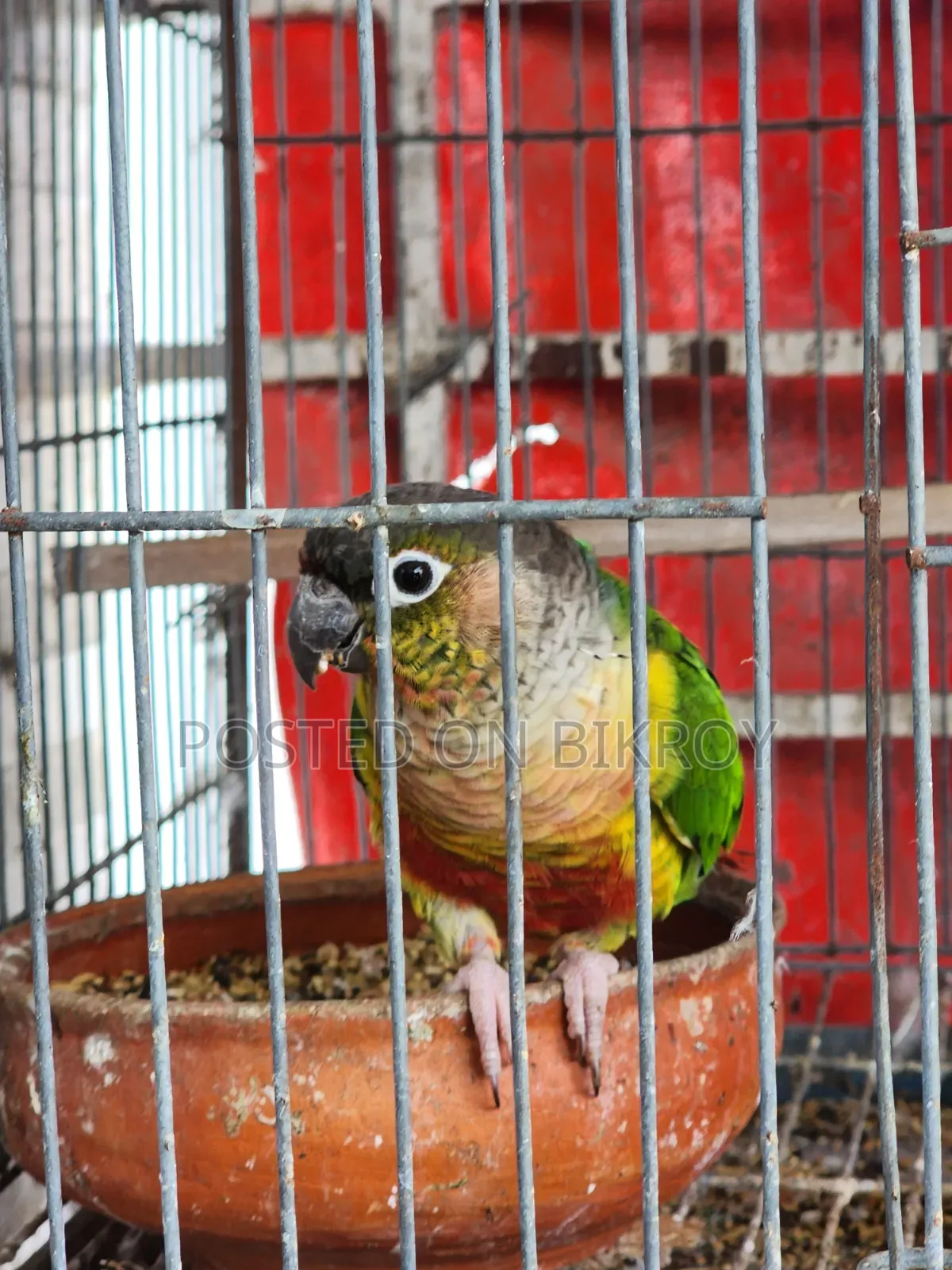 Lovebird, Cockatiel, Australian Dove, Pineapple Conure, Cage, Parrot