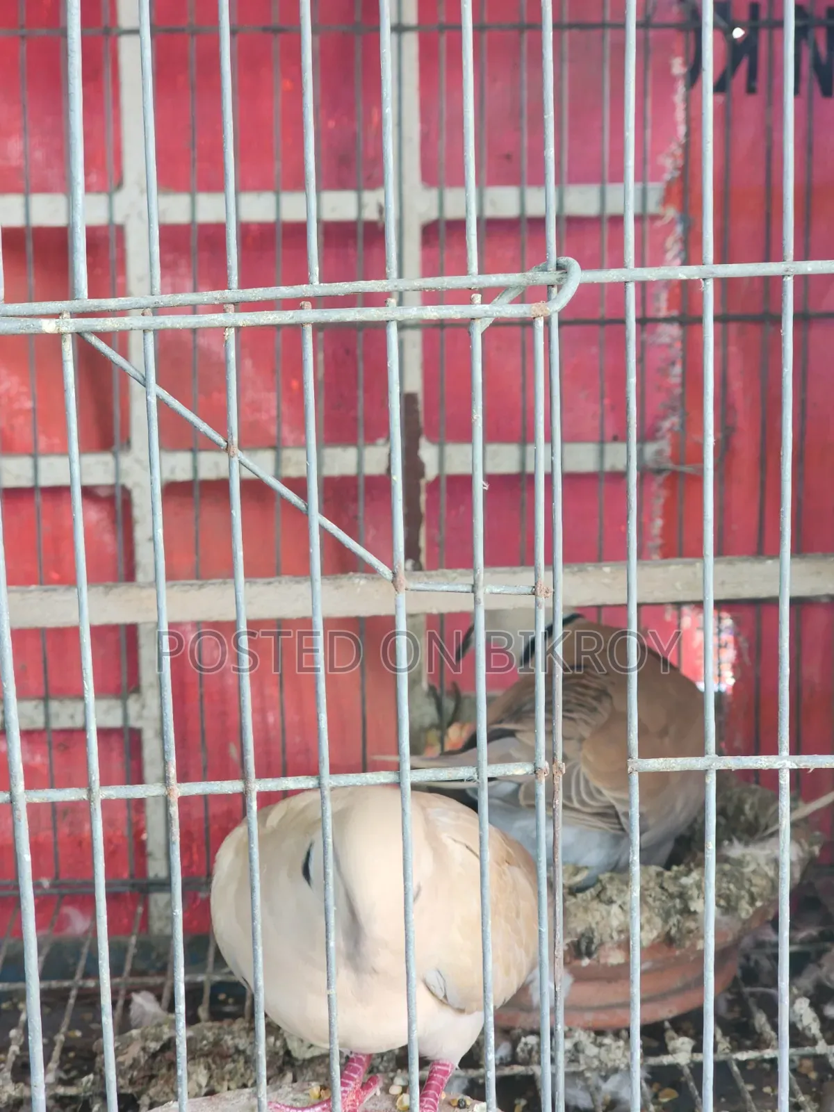 Lovebird, Cockatiel, Australian Dove, Pineapple Conure, Cage, Parrot