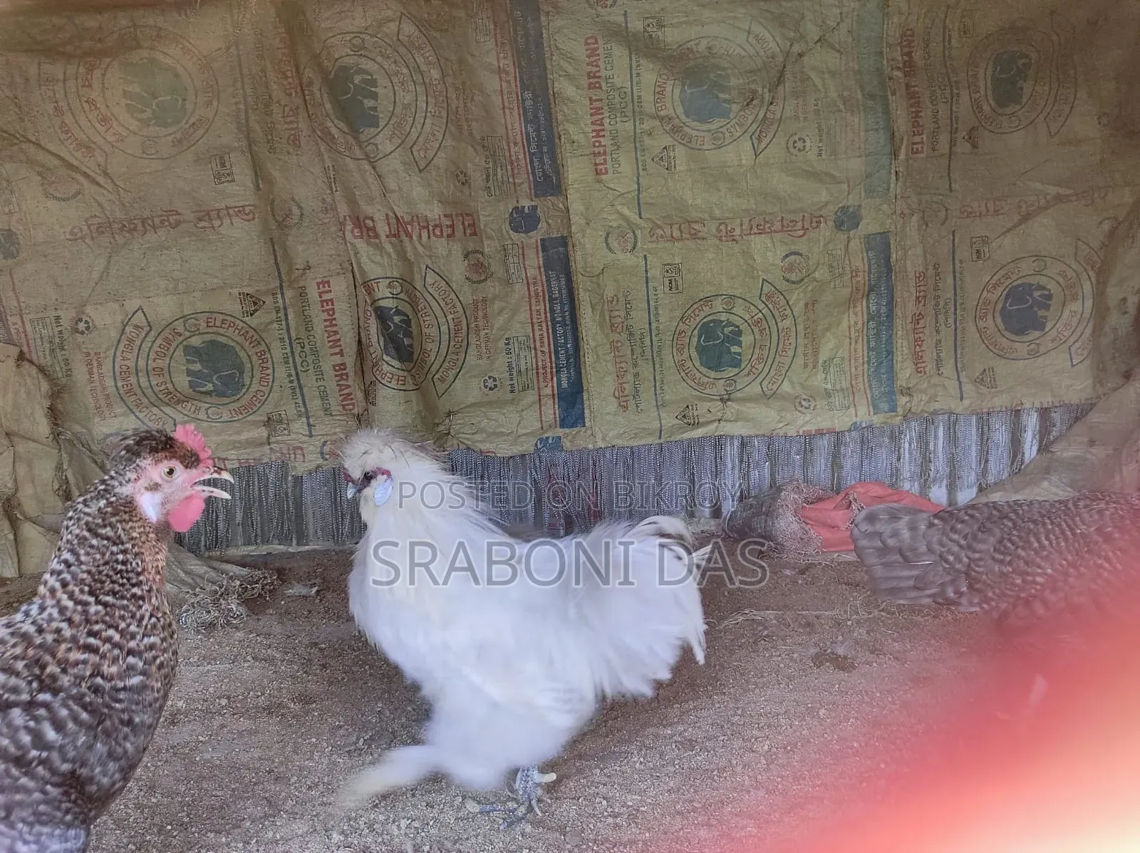 Silky Chicken
