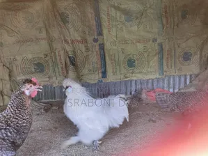 Silky Chicken