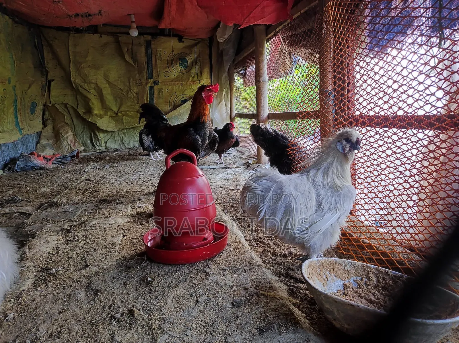 Silky Chicken
