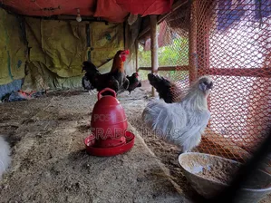 Silky Chicken