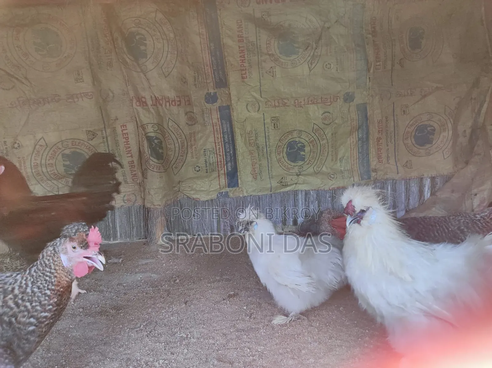 Silky Chicken
