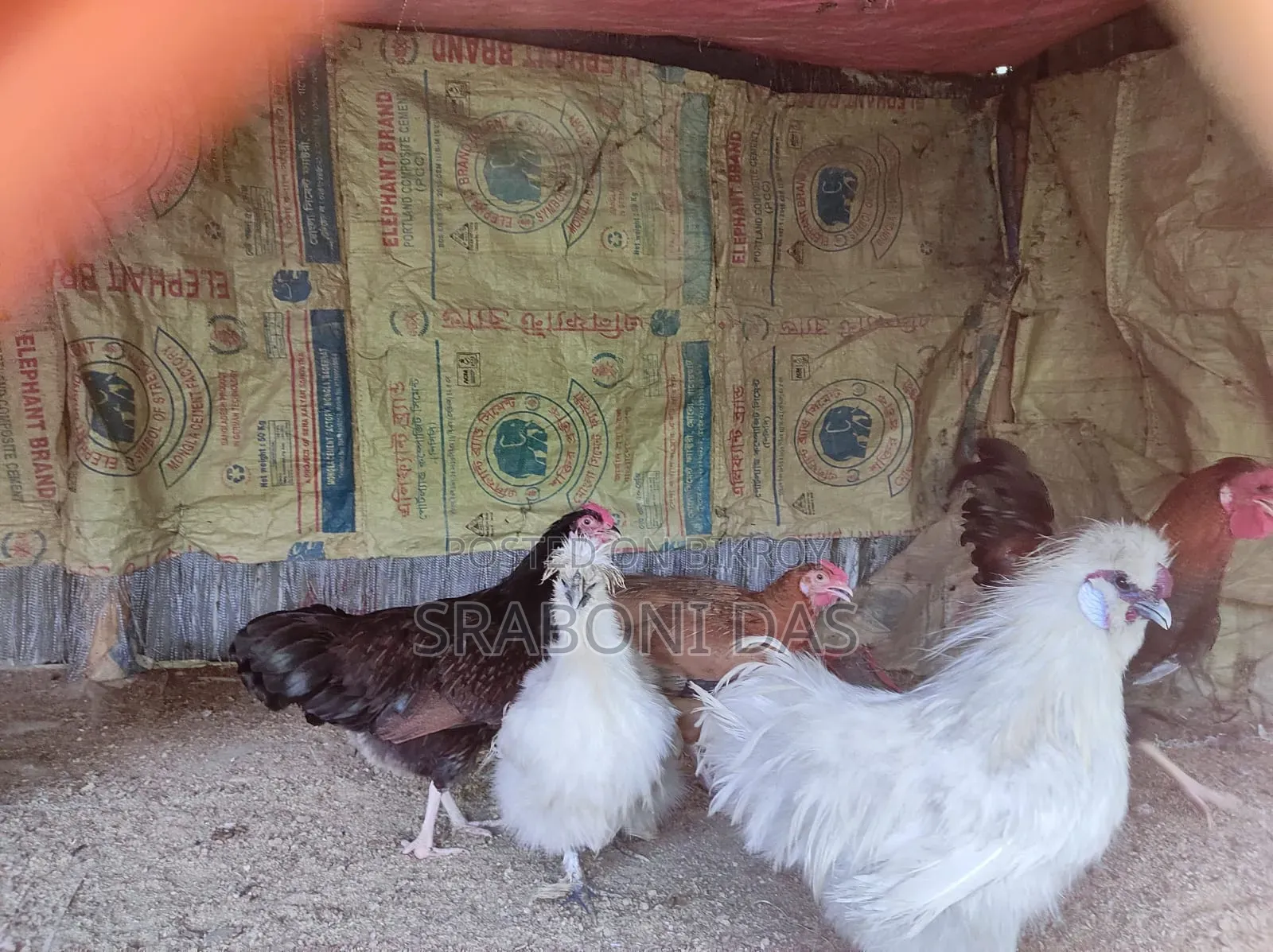 Silky Chicken