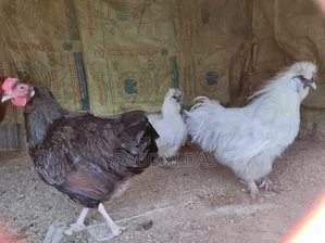 Silky Chicken
