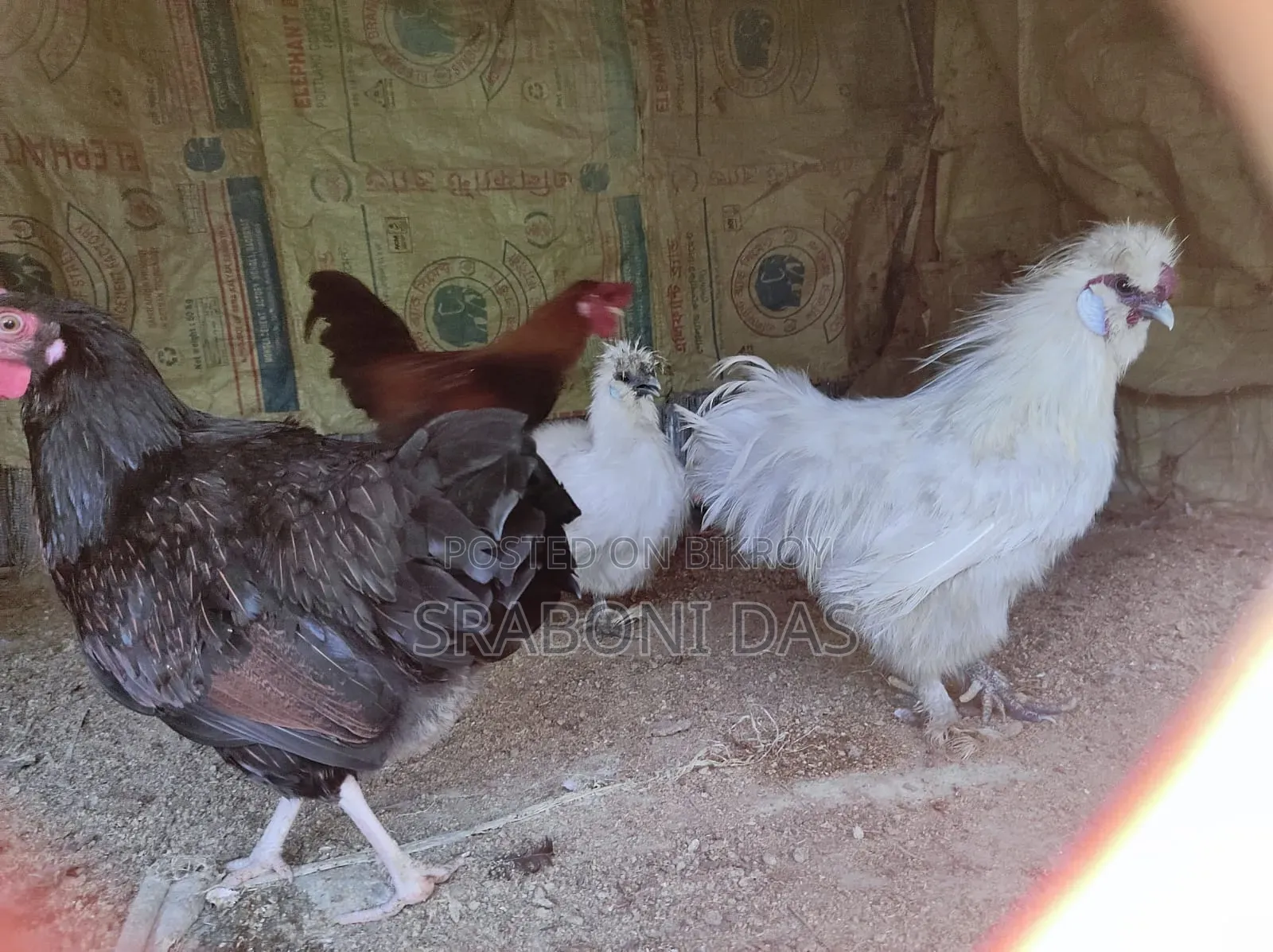Silky Chicken