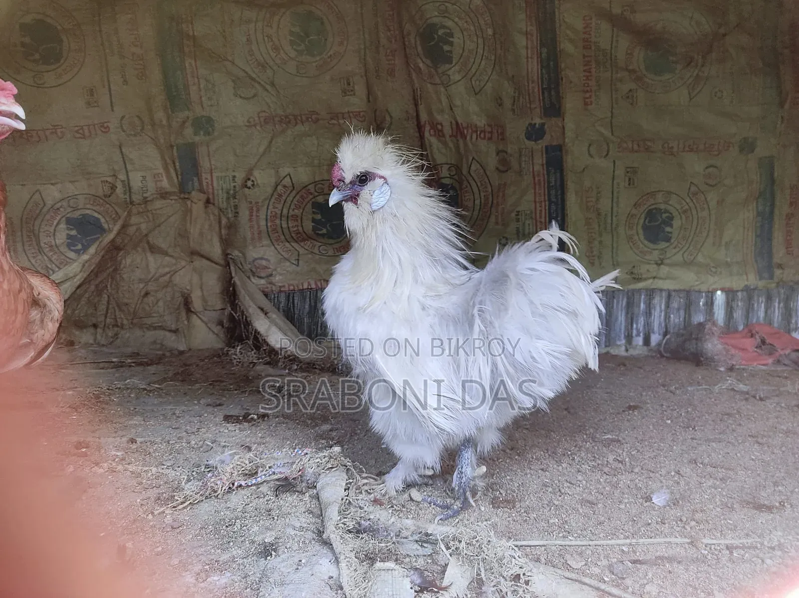 Silky Chicken