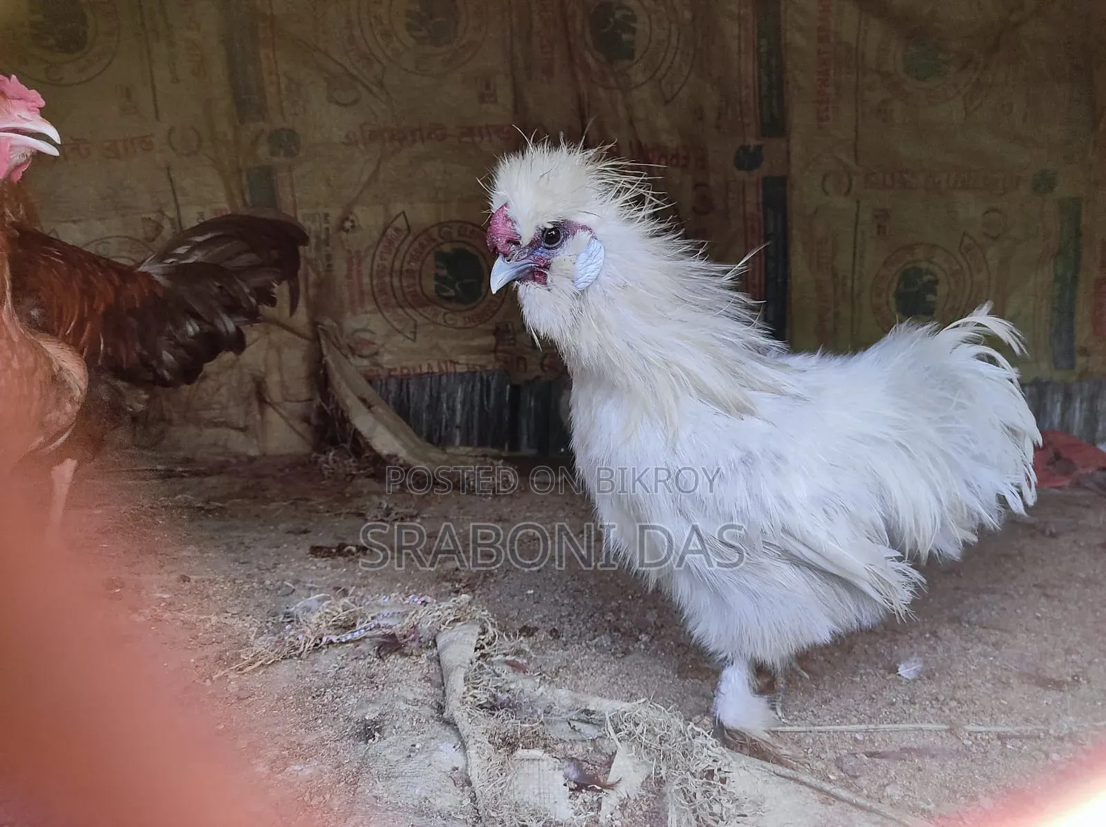Silky Chicken