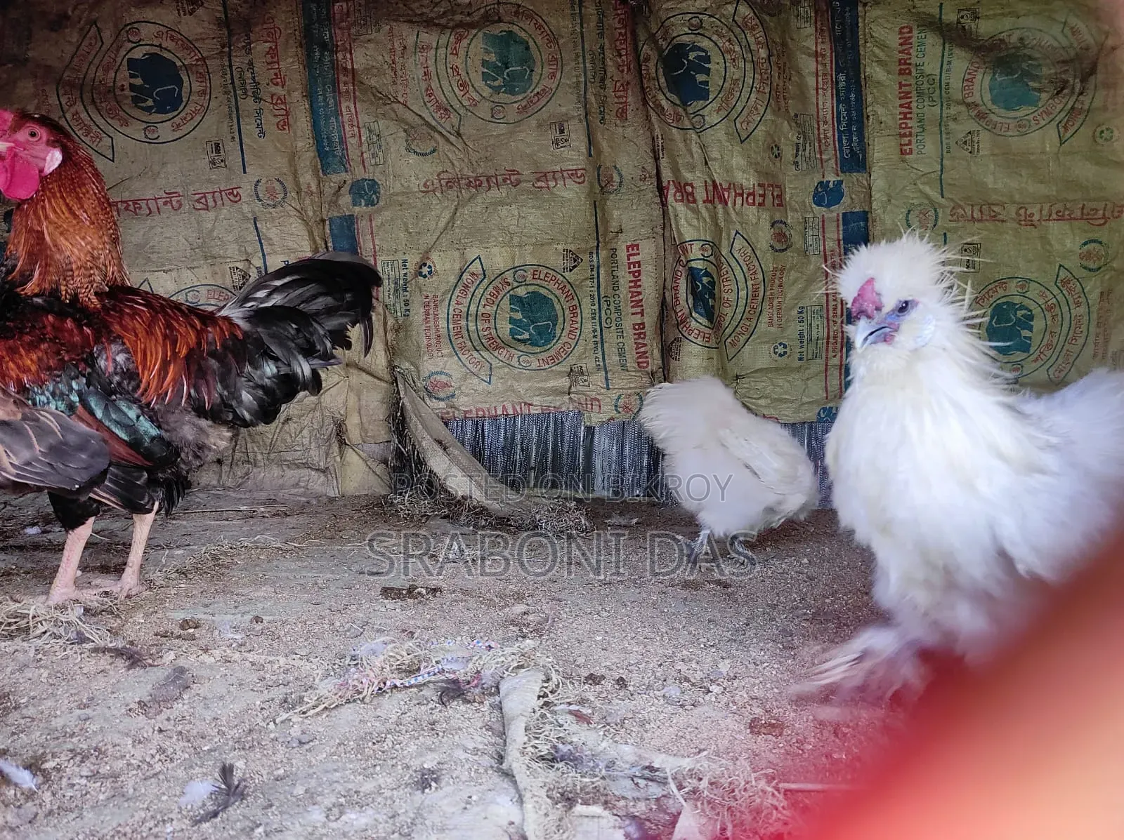 Silky Chicken