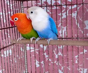 Lovebird Pair