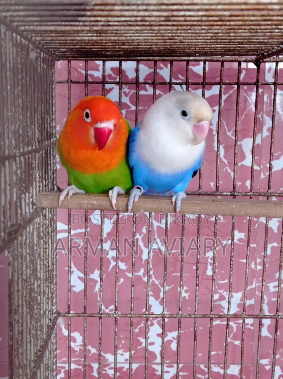 Lovebird Pair