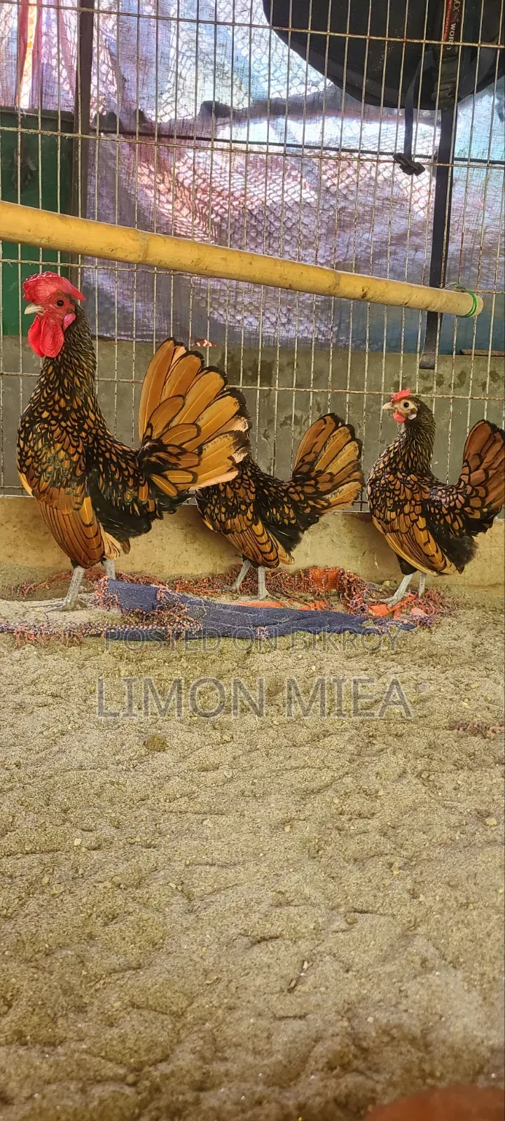 Golden Sebright Chicken