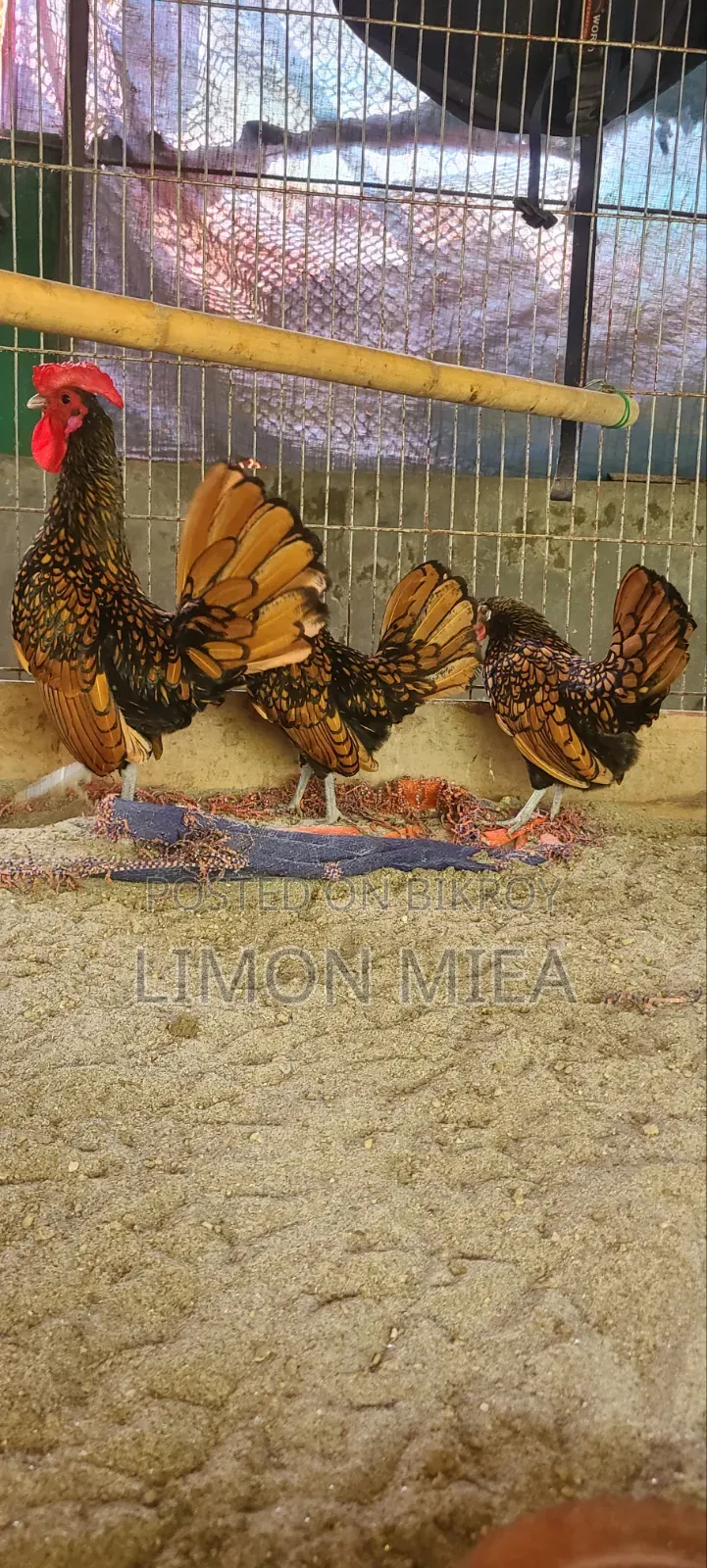 Golden Sebright Chicken