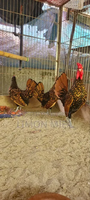 Golden Sebright Chicken