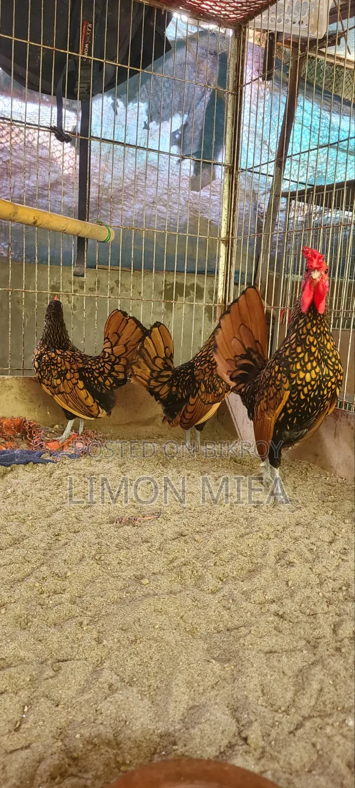 Golden Sebright Chicken