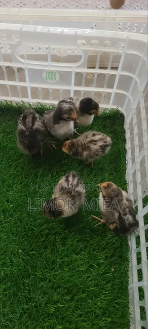 Golden Sebright Chicken