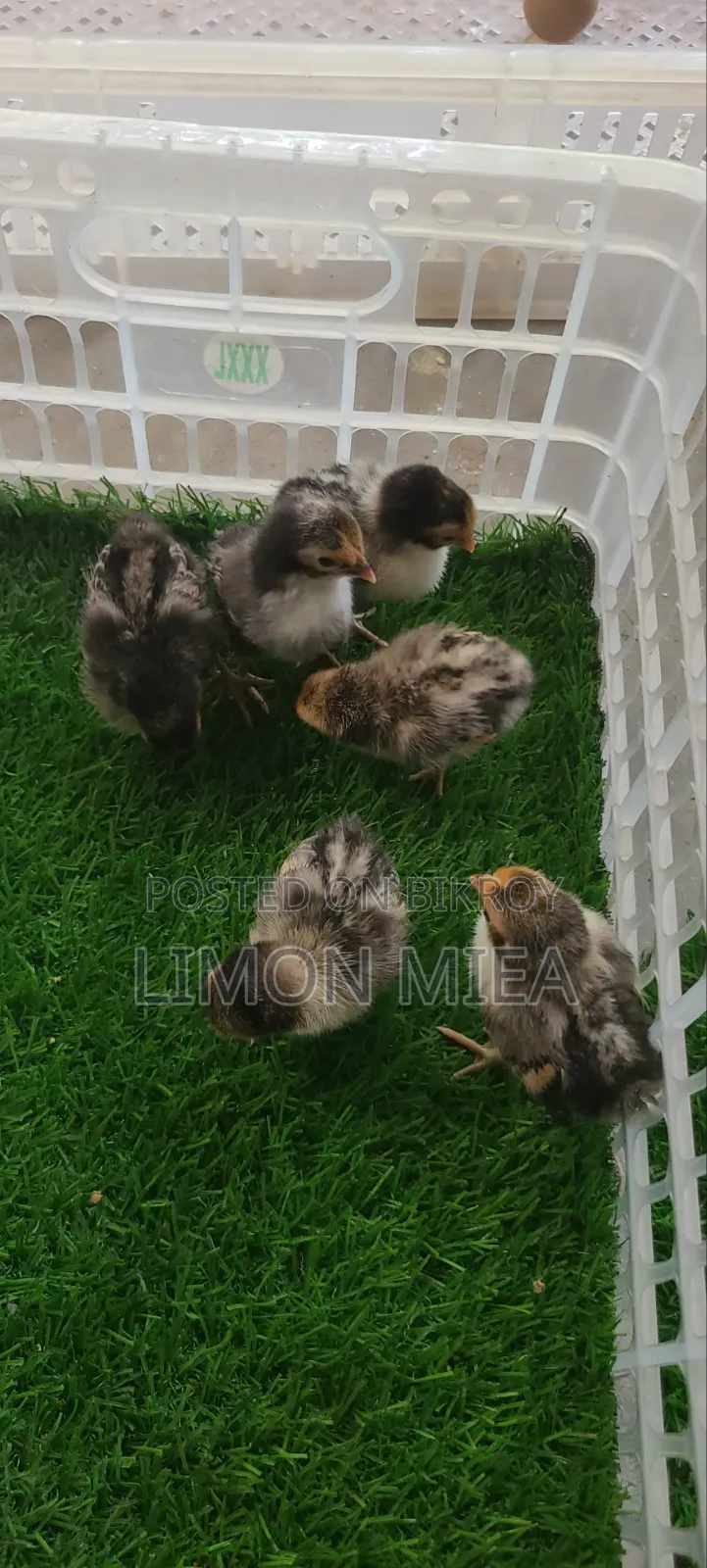Golden Sebright Chicken