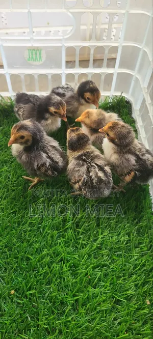 Golden Sebright Chicken