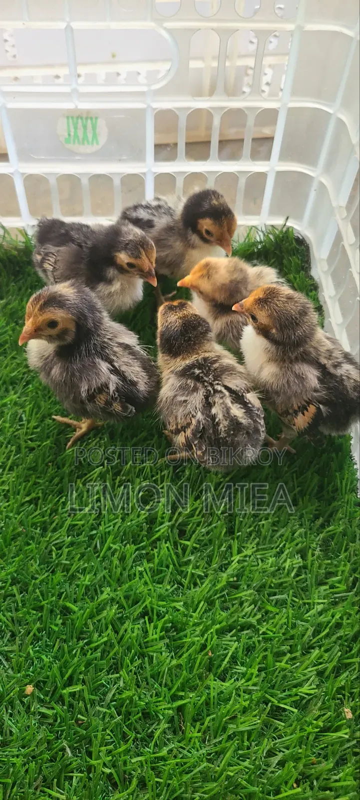 Golden Sebright Chicken