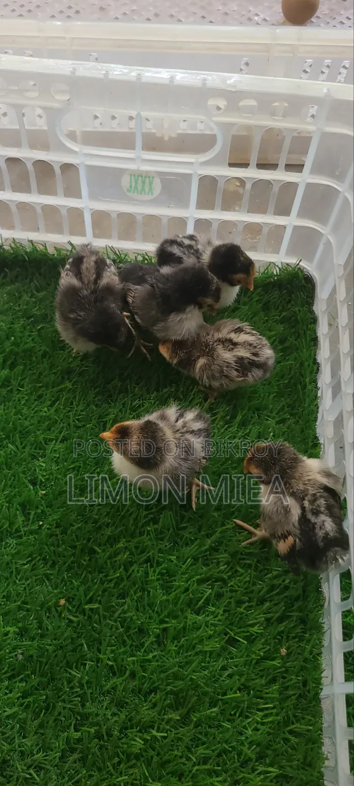 Golden Sebright Chicken
