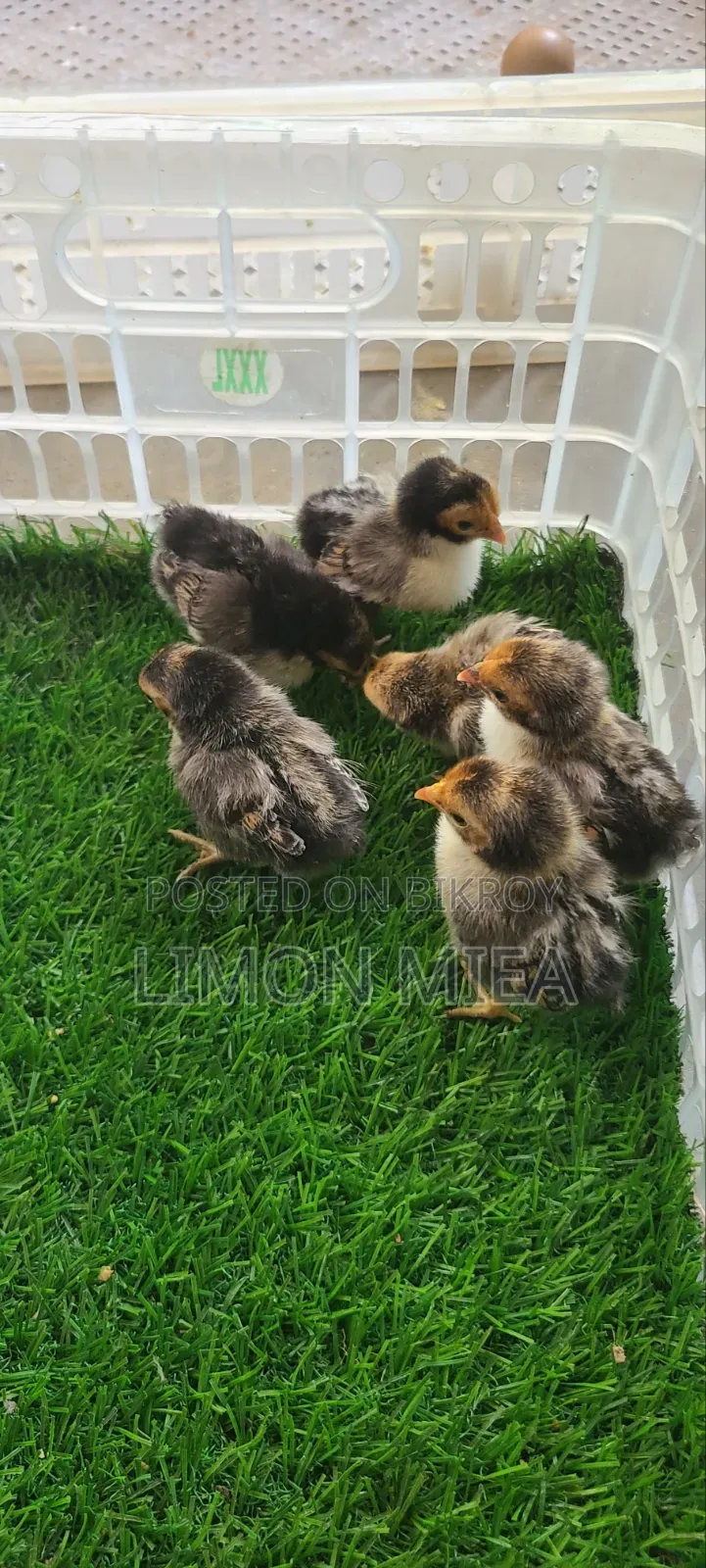 Golden Sebright Chicken