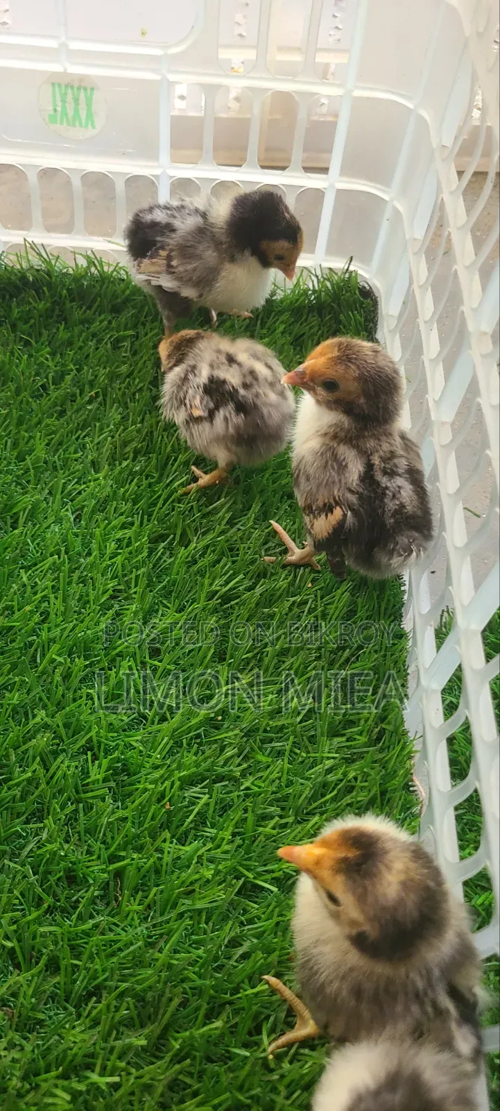 Golden Sebright Chicken