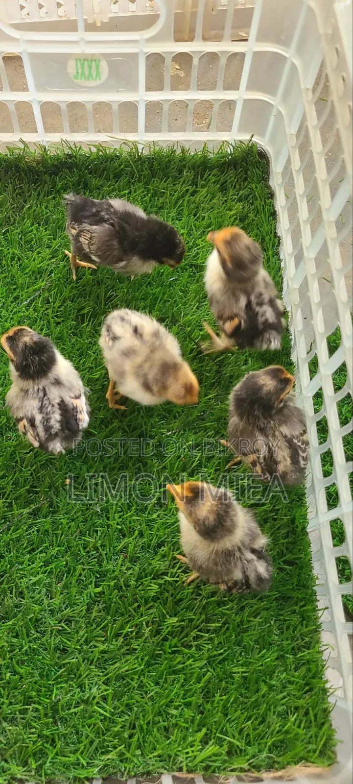 Golden Sebright Chicken