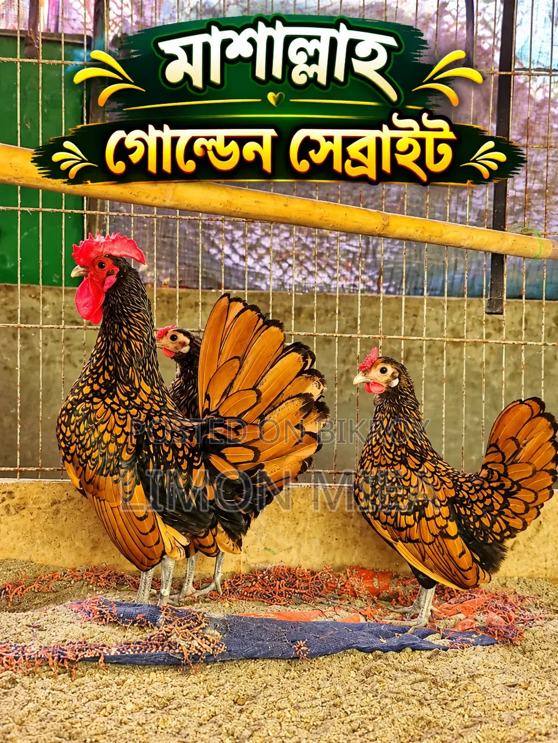 Golden Sebright Chicken