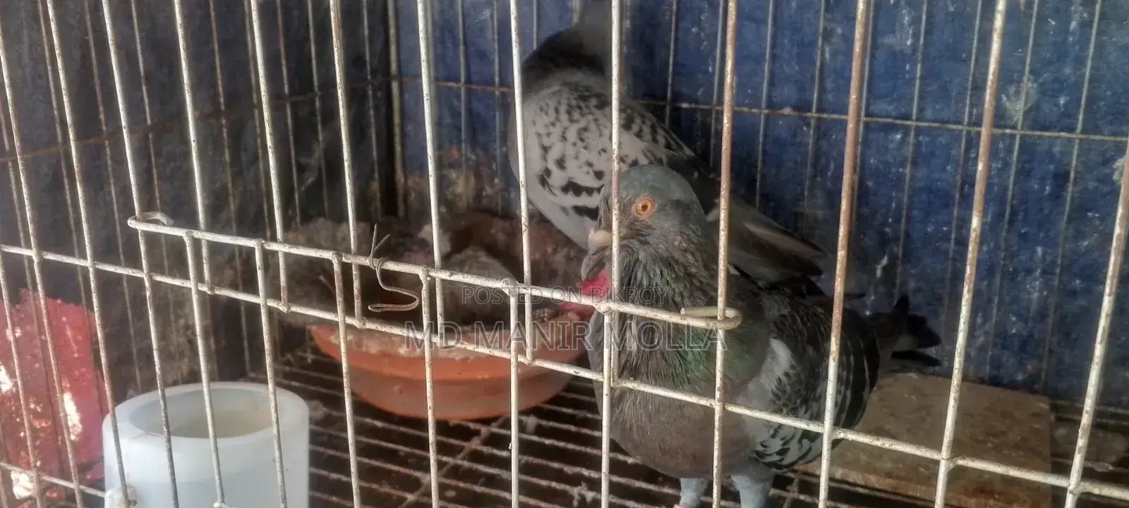 Racing Homer Pigeon with Squab
