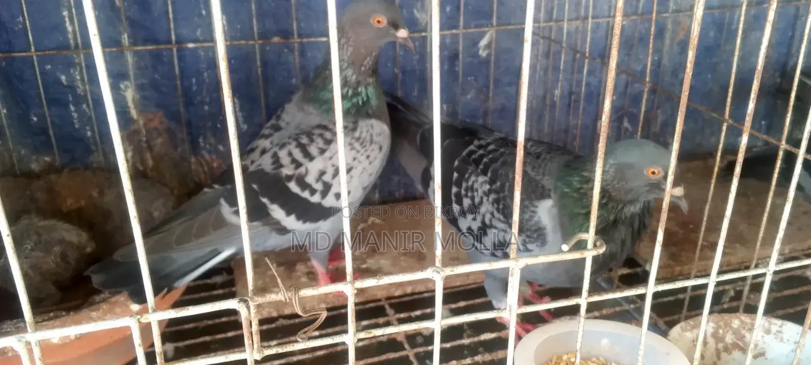 Racing Homer Pigeon with Squab
