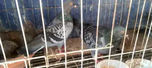 Racing Homer Pigeon with Squab