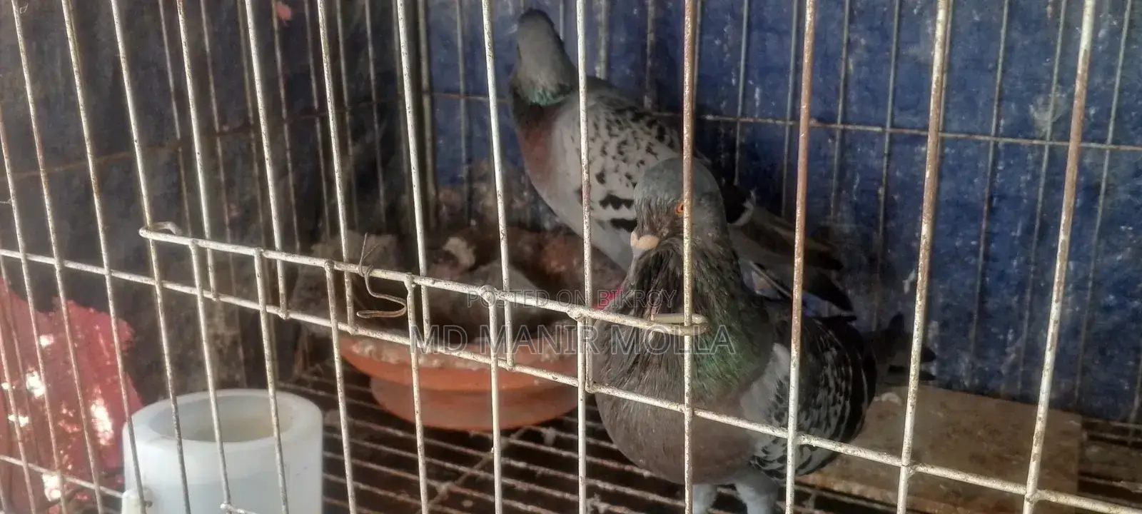Racing Homer Pigeon with Squab