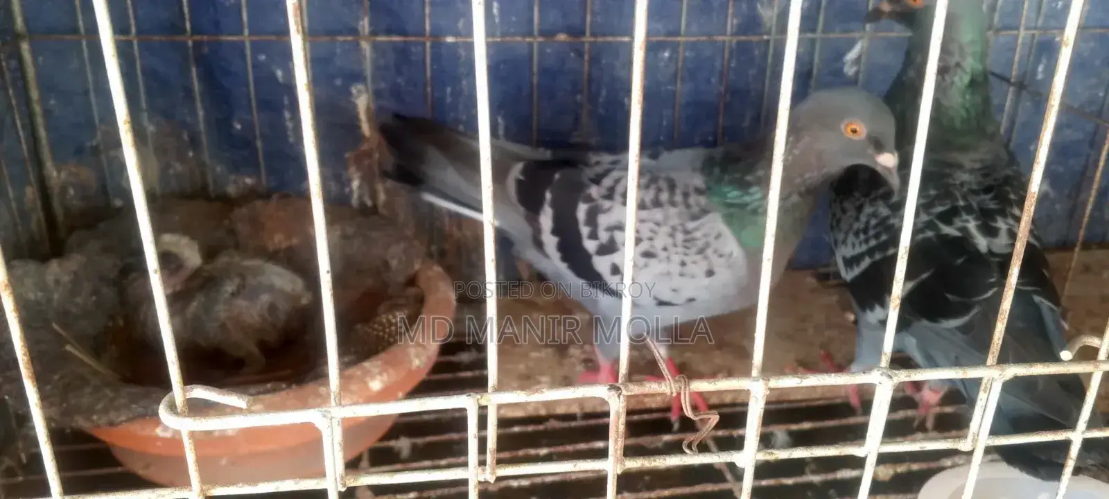 Racing Homer Pigeon with Squab