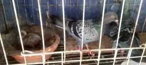 Racing Homer Pigeon with Squab