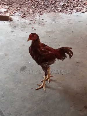 Aseel Rooster