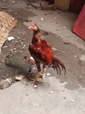Aseel Rooster