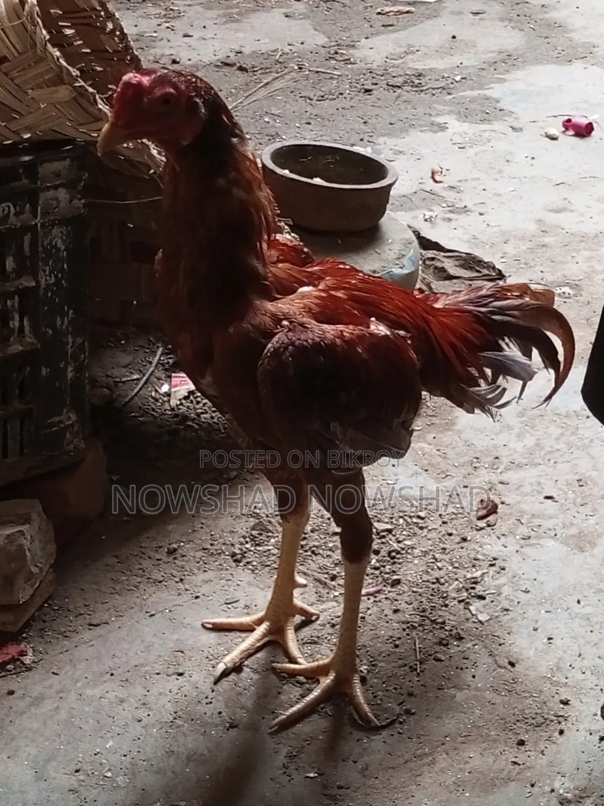 Aseel Rooster