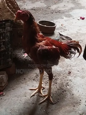 Aseel Rooster