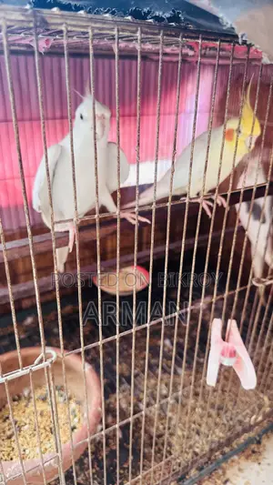 3 PC Cockatiel 1 PC Love Bird Sell