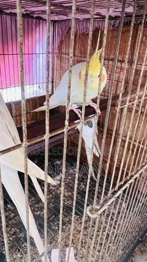৩টি ককাটেল ১টি লাভ বার্ড বিক্রি
