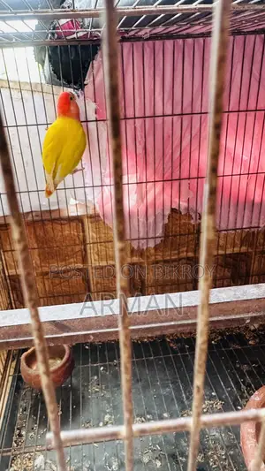 ৩টি ককাটেল ১টি লাভ বার্ড বিক্রি
