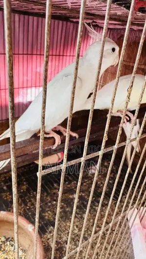 ৩টি ককাটেল ১টি লাভ বার্ড বিক্রি