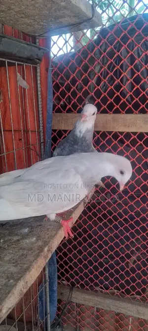 Golla Pigeon Squab