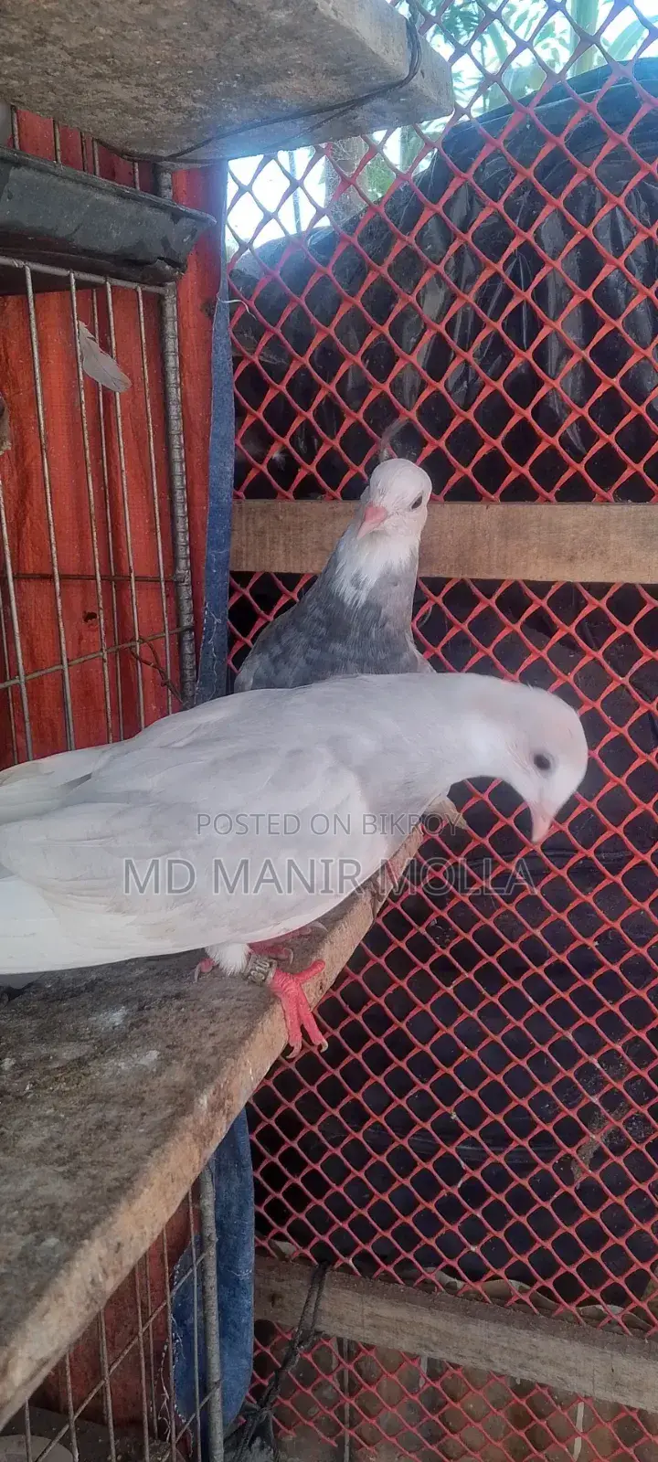 Golla Pigeon Squab