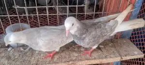 Golla Pigeon Squab