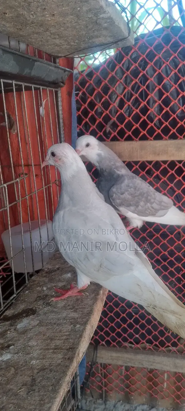 Golla Pigeon Squab