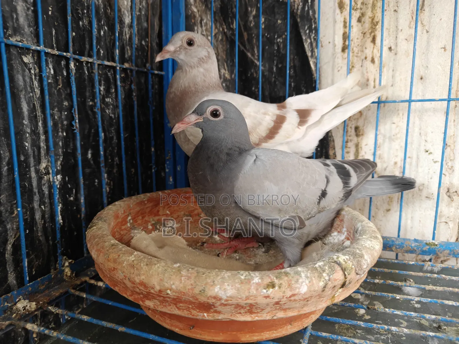 Racer squab