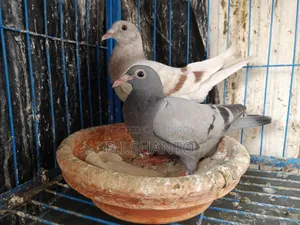 Racer squab