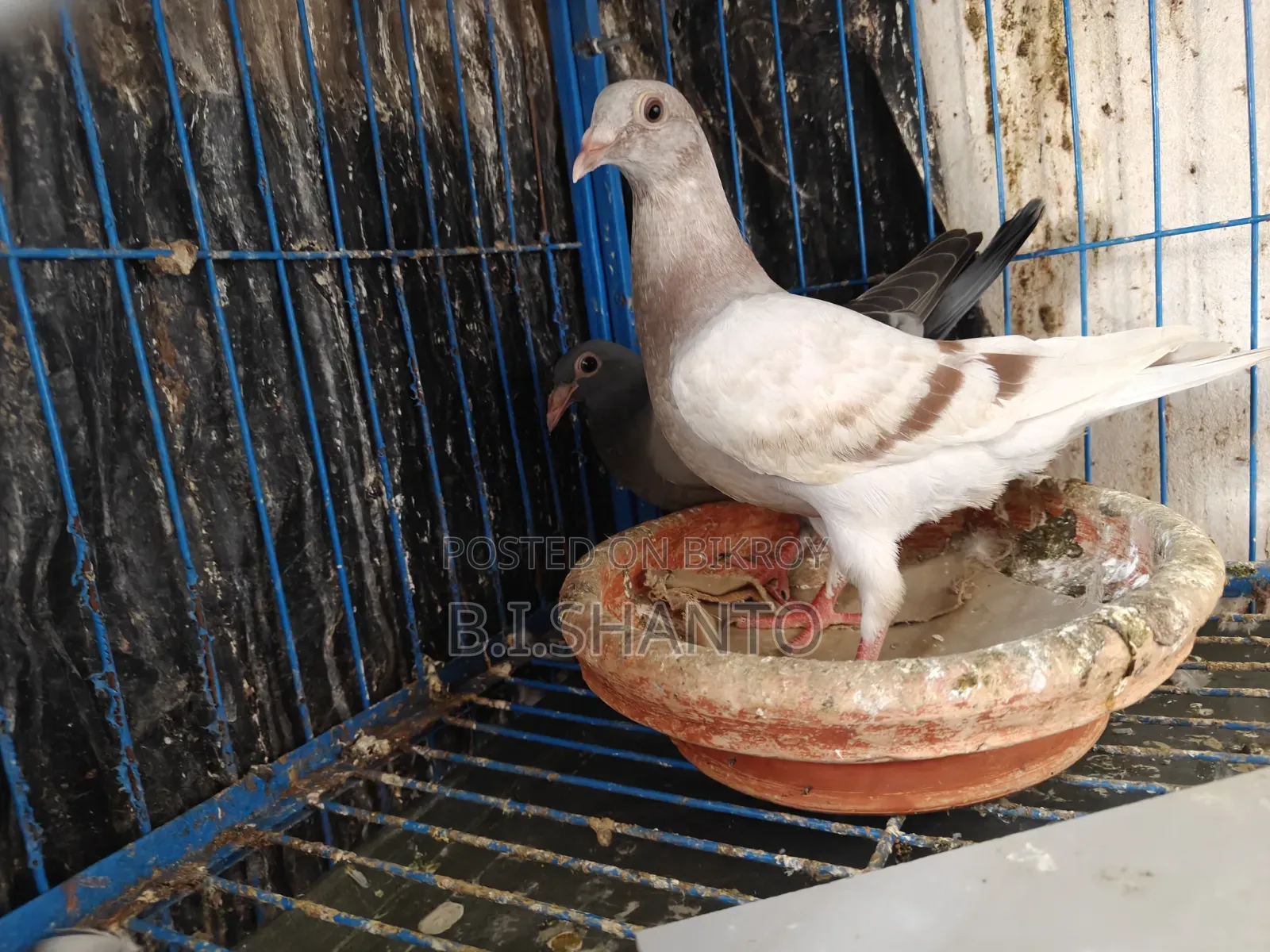 Racer squab